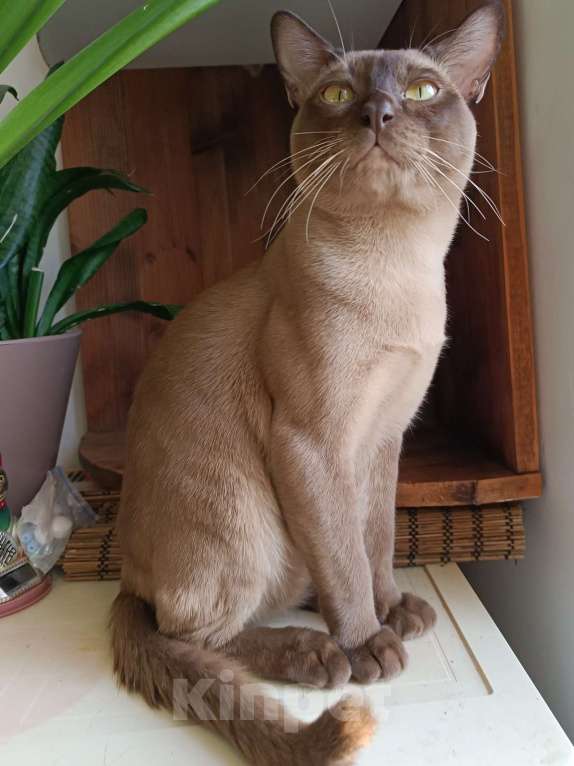 Кошки в Ростове-на-Дону: Котик европейской Бурмы в Брид  Мальчик, Бесплатно - фото 5