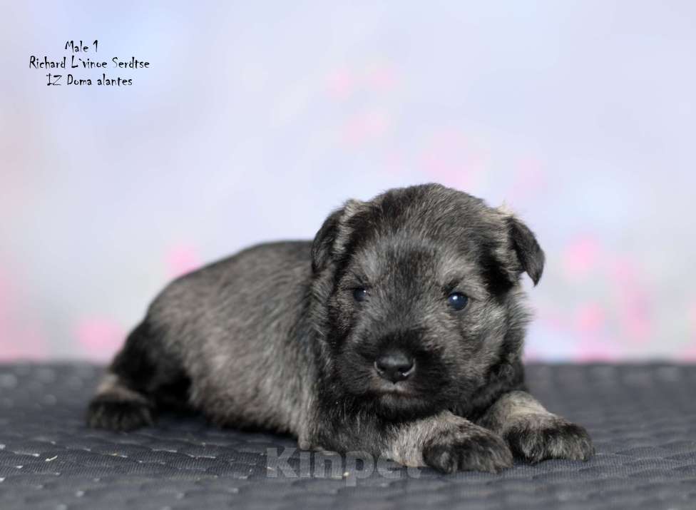 Собаки в Москве: Цвергшнауцер перец с солью Мальчик, Бесплатно - фото 2