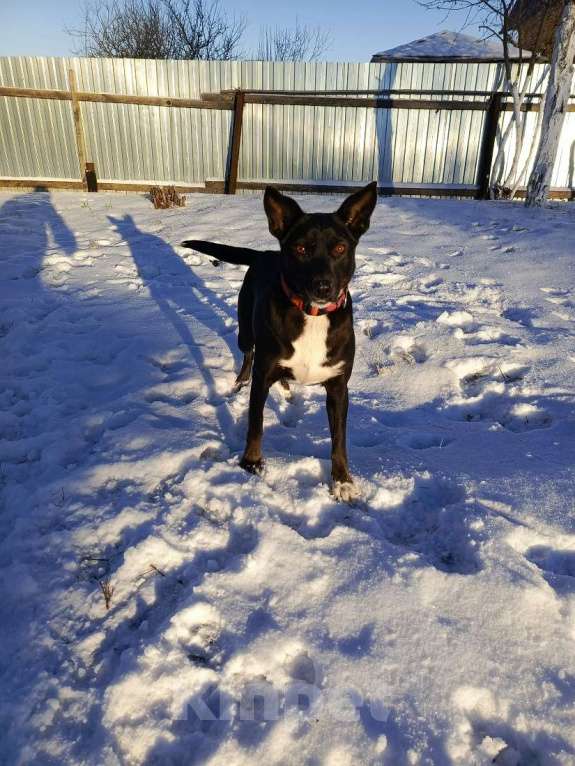 Собаки в Москве: Марси чудесная собака-компаньон ищет дом! Девочка, Бесплатно - фото 4