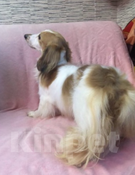 Собаки в Москве: Такса мини/ кролик пайболд длинношерстный мальчик Мальчик, 85 000 руб. - фото 5