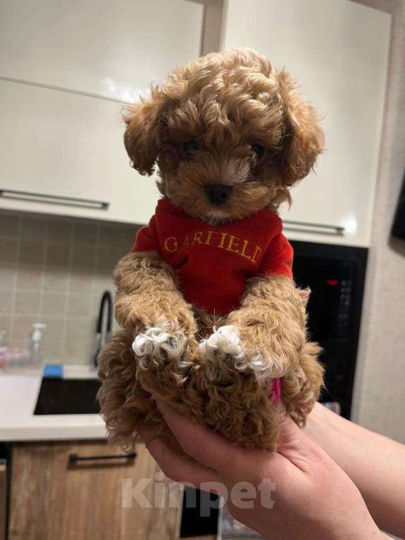 Собаки в Нижнем Новгороде: Мальтипу Мальчик, 120 000 руб. - фото 5