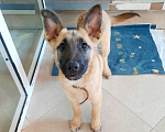 Собаки в Рязани: Щенок от небольшой собачки Девочка, Бесплатно - фото 1