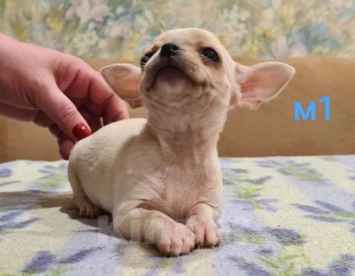 Собаки в Липецке: Щенки чихуахуа Разнополые, 30 000 руб. - фото 8