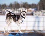 Собаки в Москве: Зевс Мальчик, Бесплатно - фото 4