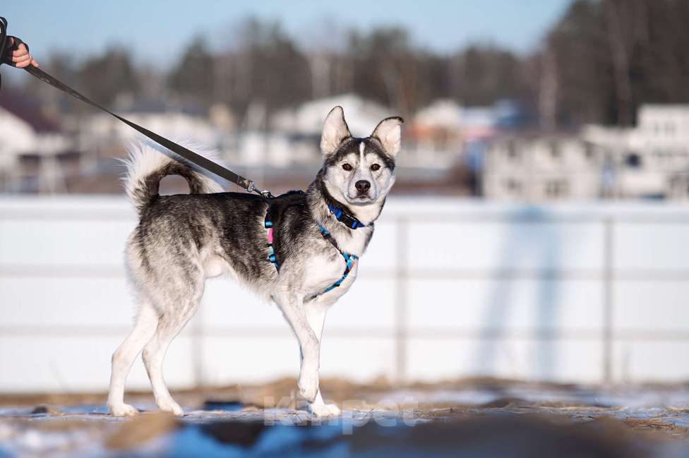 Собаки в Москве: Зевс Мальчик, Бесплатно - фото 4