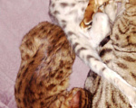 Кошки в Называевске: Бенгальские подарочки. 3 месяца., 15 000 руб. - фото 6