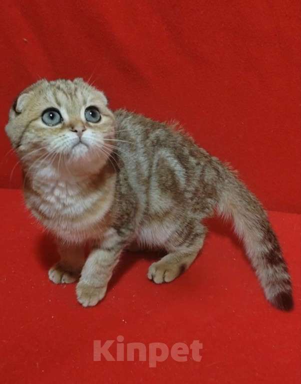 Кошки в Москве: Золотая мраморная кошечка Девочка, 10 000 руб. - фото 8