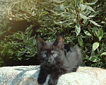 Кошки в Домодедово: Котёнок окрас чёрный дым 1.5 месяца Мальчик, 1 руб. - фото 2