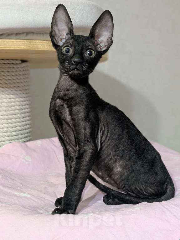 Кошки в Санкт-Петербурге: Черный котенок корниш -рекс Мальчик, 60 000 руб. - фото 1