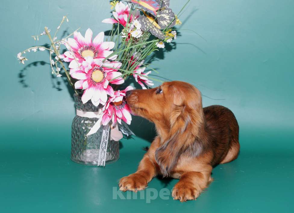 Собаки в Москве: Такса кроличья дш мрамор , яркий красавец Мальчик, 5 000 руб. - фото 9