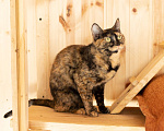Кошки в Зеленограде: Кошечка Бонька 3 года в добрые руки Девочка, Бесплатно - фото 2