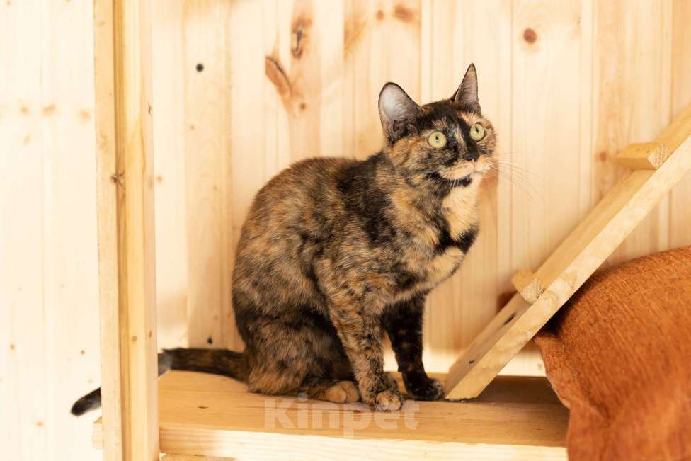 Кошки в Зеленограде: Кошечка Бонька 3 года в добрые руки Девочка, Бесплатно - фото 2