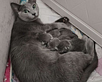 Кошки в Новосибирске: Котята русской голубой кошки Девочка, 50 000 руб. - фото 5