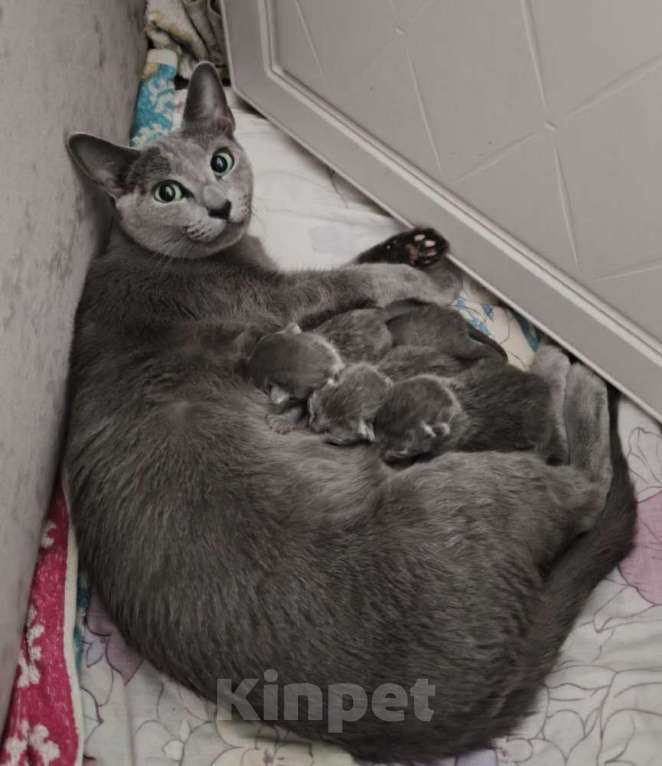 Кошки в Новосибирске: Котята русской голубой кошки Девочка, 50 000 руб. - фото 5
