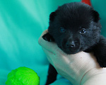 Собаки в Курске: щенки Шипперке  Мальчик, 45 руб. - фото 3