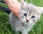 Кошки в Ногинске: Котята в добрые руки Разнополые, Бесплатно - фото 9