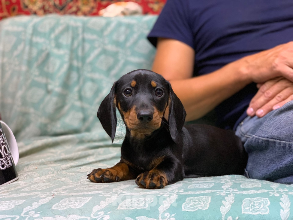 Собаки в Москве: Мальчик такса Мальчик, 40 000 руб. - фото 5