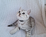 Кошки в Королеве: Британские котята Табби Мальчик, 7 000 руб. - фото 3