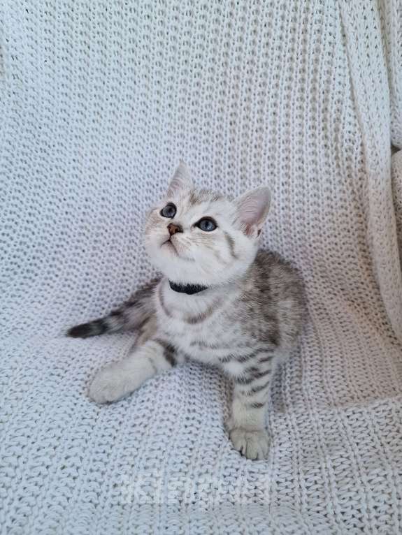 Кошки в Королеве: Британские котята Табби Мальчик, 7 000 руб. - фото 3