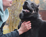 Собаки в Зеленограде: Арчи ищет дом Мальчик, Бесплатно - фото 5