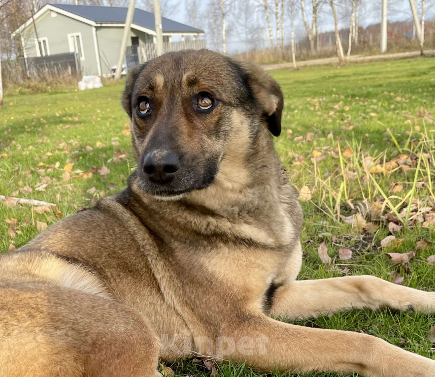 Собаки в Туле: Обожает детей и комплименты Девочка, Бесплатно - фото 1