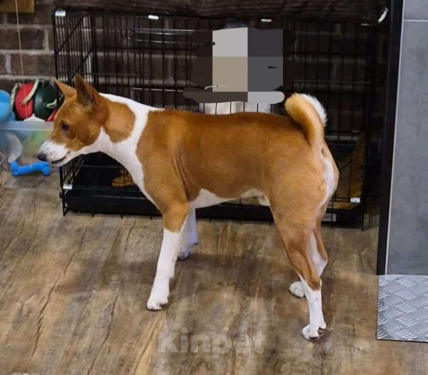 Собаки в других городах Ярославской области: Пропала собака Мальчик, 1 руб. - фото 3