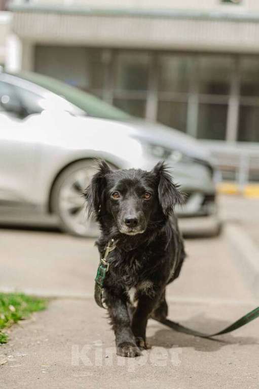 Собаки в Москве: Маленькая коротколапая собачка Торри в добрые руки Девочка, Бесплатно - фото 3