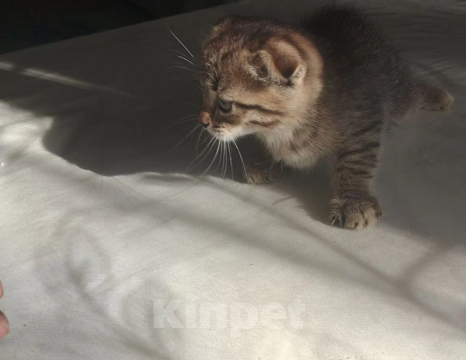 Кошки в Лобне: Котёнок Девочка, 5 500 руб. - фото 2
