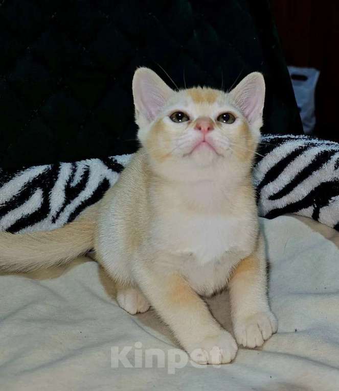 Кошки в Белгороде: Продажа Мальчик, Бесплатно - фото 1