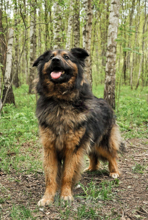 Собаки в Ногинске: Ербол в переводе с каз. «Будь настоящим мужчиной». Мальчик, Бесплатно - фото 5