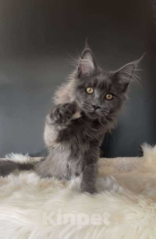 Кошки в других городах Московской области: Котенок мейн-кун Девочка, 35 000 руб. - фото 2