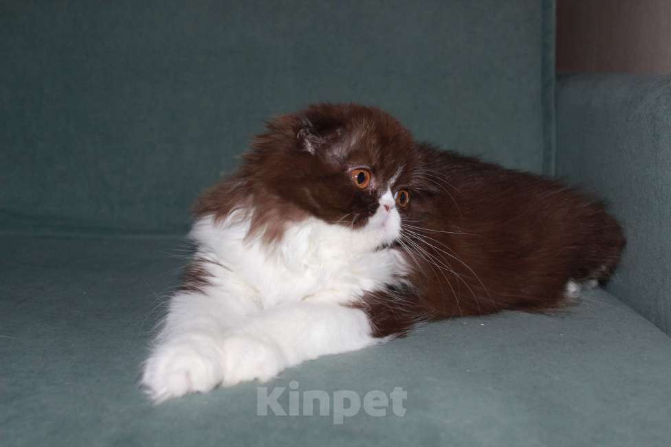 Кошки в Санкт-Петербурге: Шоколадный скоттиш фолд Девочка, 35 000 руб. - фото 3