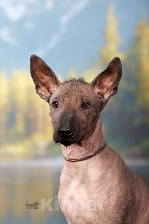 Собаки в Москве: Щенок ксолоитцкуинтли Девочка, Бесплатно - фото 1