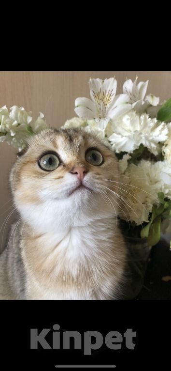 Кошки в Краснодаре: Кошечка Девочка, Бесплатно - фото 1