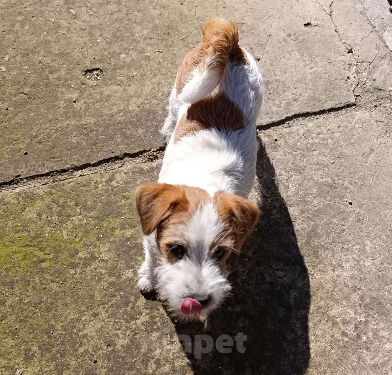 Собаки в других городах Краснодарского края: Девочка Джек Рассел терьер Девочка, 30 000 руб. - фото 5