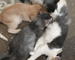 Кошки в Москве: Шотландские вислоухие котята в добрые руки Разнополые, Бесплатно - фото 5