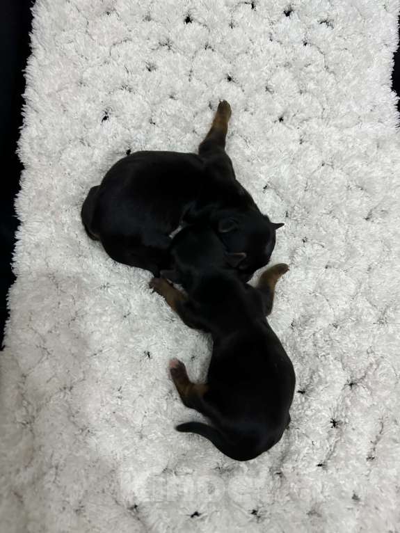 Собаки в Сарове: Щенки Мальчик, 45 000 руб. - фото 6