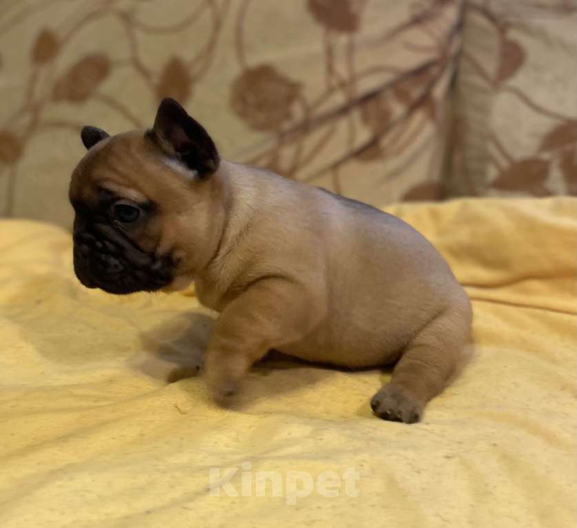 Собаки в Санкт-Петербурге: Очаровательная девочка французик Девочка, 40 000 руб. - фото 7