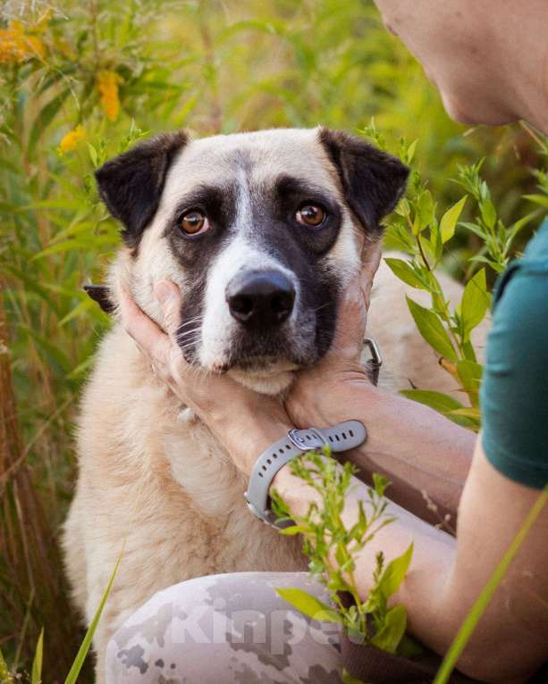 Собаки в Москве: Миролюбивая девочка в добрые руки Девочка, Бесплатно - фото 7
