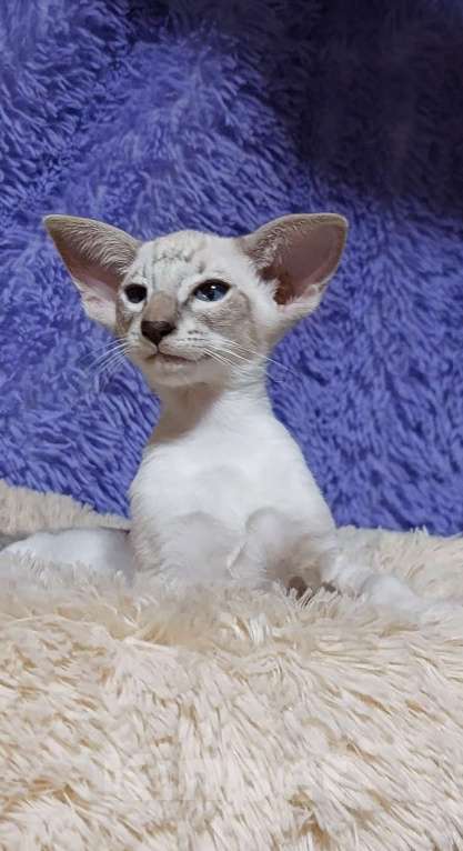 Кошки в Волгограде: Ориентальные котята Мальчик, Бесплатно - фото 2