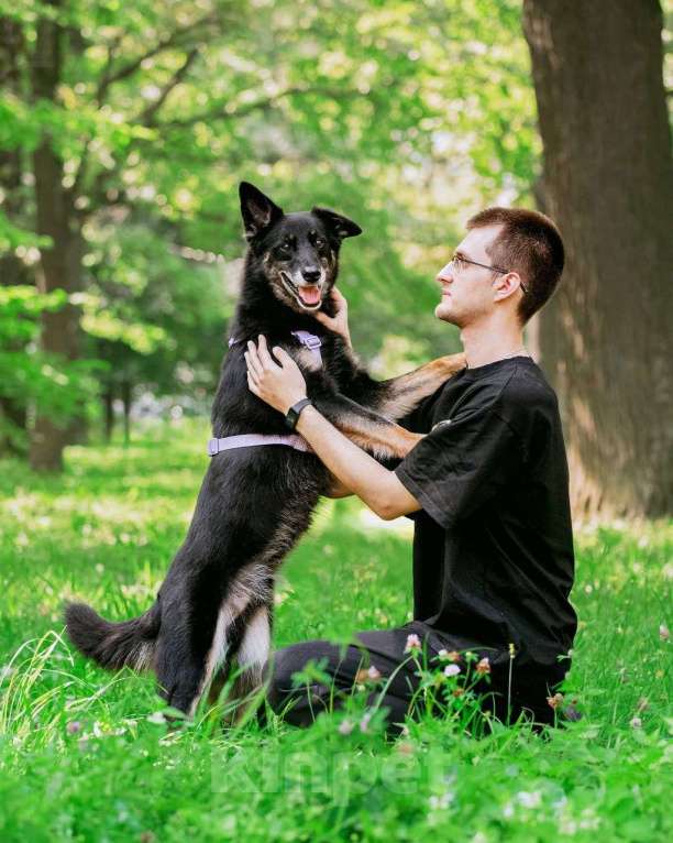 Собаки в Москве: Пёс Малыш - замечательный компаньон и настоящий друг в добрые руки Мальчик, Бесплатно - фото 4