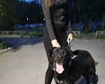 Собаки в Хабаровске: Щенки лабрадоры Девочка, 40 000 руб. - фото 5