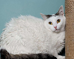 Кошки в Мытищах: Белая кошечка в добрые руки Девочка, Бесплатно - фото 2