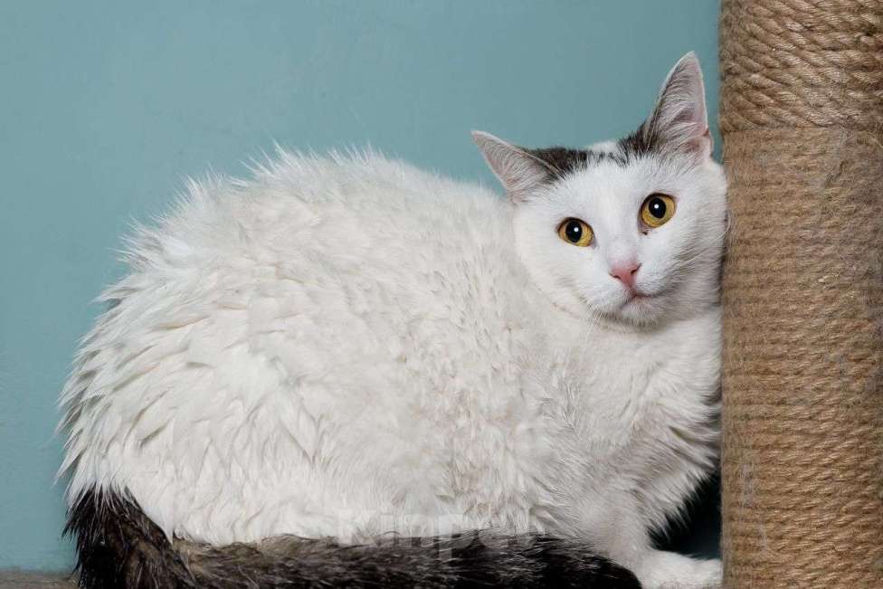 Кошки в Мытищах: Белая кошечка в добрые руки Девочка, Бесплатно - фото 2