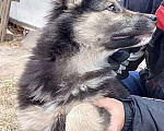 Собаки в Москве: Очаровательный маленький щенок-девочка Варя в добрые руки Девочка, 10 руб. - фото 6