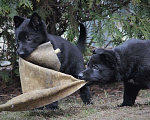 Собаки в Новосибирске:  Подрощенный щенок немецкой овчарки Девочка, Бесплатно - фото 3