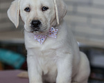 Собаки в Клине: Лабрадор ретривер щенки Разнополые, Бесплатно - фото 4