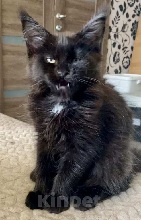 Кошки в Мурманске: Котенок мейн-кун Девочка, 50 000 руб. - фото 3