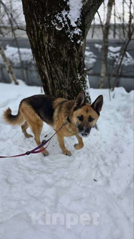 Собаки в Москве: Лилу - совершенство Девочка, Бесплатно - фото 5