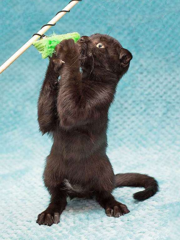 Кошки в Москве: Роскошный черный котенок Марио, метис шотландской вислоухой ищет дом Мальчик, 10 руб. - фото 4